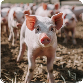 養(yǎng)殖場(chǎng)